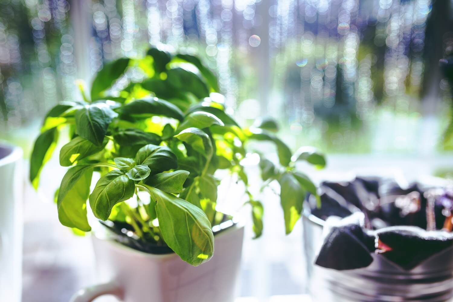 Herb Garden For Your Kitchen
